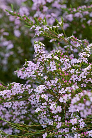 ROSE_GRAY_AND_SCULPTOR_DAVID_MACILWAINE_THE_ROOF_TERRACE_ROOF_GARDEN__CLOSE_UP_OF_PROSTANTHERA__AUST