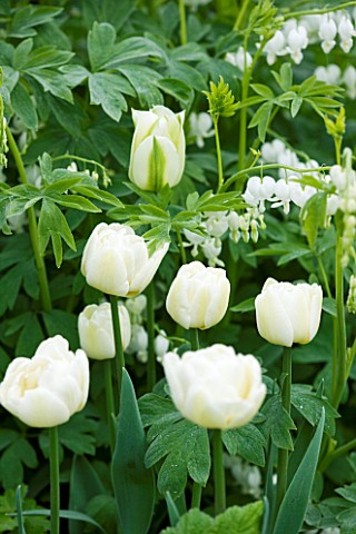 ULTING_WICK__ESSEX__THE_WHITE_GARDEN_WITH_TULIP_SPRING_GREEN_AND_DICENTRA_ALBA