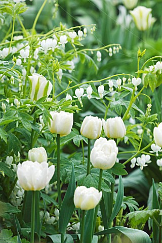 ULTING_WICK__ESSEX__THE_WHITE_GARDEN_WITH_TULIP_SPRING_GREEN_AND_DICENTRA_ALBA