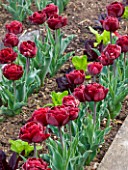 ULTING WICK  ESSEX : TULIP UNCLE TOM PLANTED WITH LETTUCES IN THE POTAGER IN SPRING