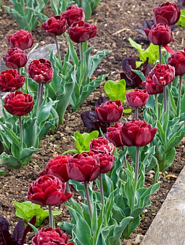 ULTING_WICK__ESSEX__TULIP_UNCLE_TOM_PLANTED_WITH_LETTUCES_IN_THE_POTAGER_IN_SPRING