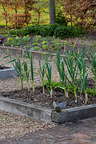 ULTING_WICK__ESSEX__THE_POTAGER_IN_SPRING_WITH_LEEKS
