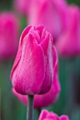 ULTING WICK  ESSEX :  CLOSE UP OF THE PINK FLOWER OF TULIP BARCELONA