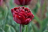 ULTING WICK  ESSEX :  CLOSE UP OF THE DARK RED FLOWER OF TULIP UNCLE TOM