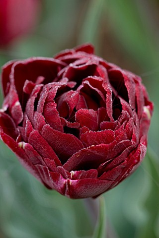 ULTING_WICK__ESSEX___CLOSE_UP_OF_THE_DARK_RED_FLOWER_OF_TULIP_UNCLE_TOM