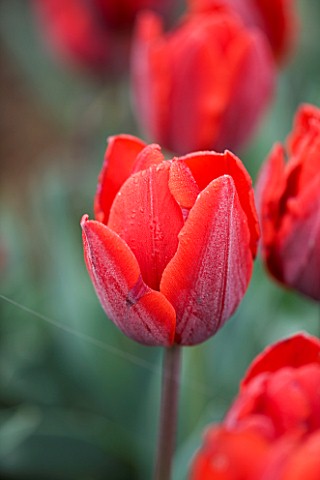 ULTING_WICK__ESSEX___CLOSE_UP_OF_THE_RICH_RED_FLOWER_OF_TULIP_COULEUR_CARDINAL