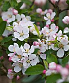 ULTING WICK  ESSEX: SPRING - APPLE BLOSSOM