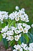 ULTING WICK  ESSEX: SPRING -  APPLE BLOSSOM