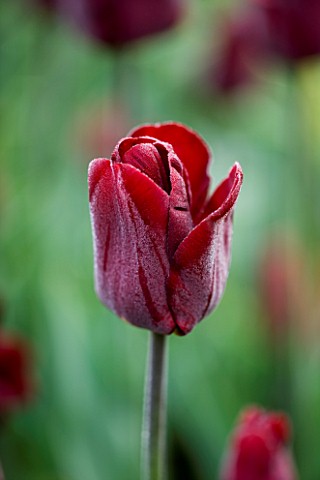 ULTING_WICK__ESSEX_SPRING__CLOSE_UP_OF_THE_RED_FLOWER_OF_TULIP_JAN_REUS