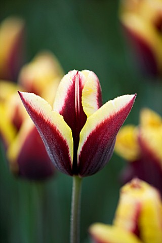 ULTING_WICK__ESSEX_SPRING__CLOSE_UP_OF_THE_FLOWER_OF_TULIP_GAVOTA