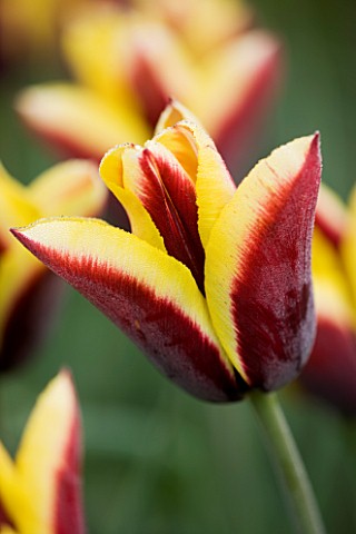 ULTING_WICK__ESSEX_SPRING__CLOSE_UP_OF_THE_FLOWER_OF_TULIP_GAVOTA