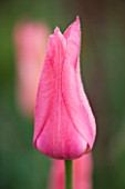 ULTING WICK  ESSEX: SPRING - CLOSE UP OF THE PINK FLOWER OF TULIP MARIETTE