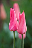 ULTING WICK  ESSEX: SPRING - CLOSE UP OF THE PINK FLOWER OF TULIP MARIETTE