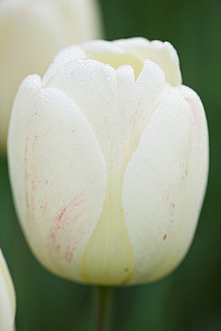 ULTING_WICK__ESSEX_SPRING__CLOSE_UP_OF_THE_CREAM_FLOWER_OF_TULIP_IVORY_FLOREDALE