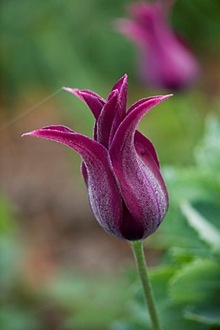 ULTING_WICK__ESSEX_SPRING__CLOSE_UP_OF_THE_PURPLE_FLOWER_OF_TULIP_BURGUNDY