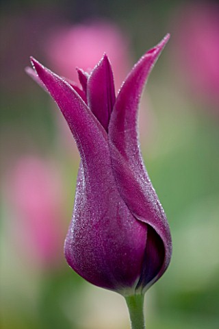 ULTING_WICK__ESSEX_SPRING__CLOSE_UP_OF_THE_PURPLE_FLOWER_OF_TULIP_BURGUNDY