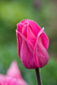ULTING WICK  ESSEX: SPRING - CLOSE UP OF THE PINK FLOWER OF TULIP BARCELONA