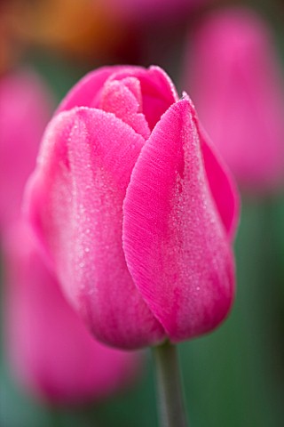 ULTING_WICK__ESSEX_SPRING__CLOSE_UP_OF_THE_PINK_FLOWER_OF_TULIP_BARCELONA