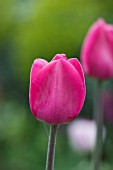 ULTING WICK  ESSEX: SPRING - CLOSE UP OF THE PINK FLOWER OF TULIP BARCELONA