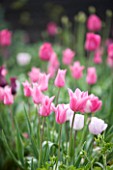 ULTING WICK  ESSEX: SPRING - PINK BORDER WITH TULIP CHINA PINK   BARCELONA AND SHIRLEY