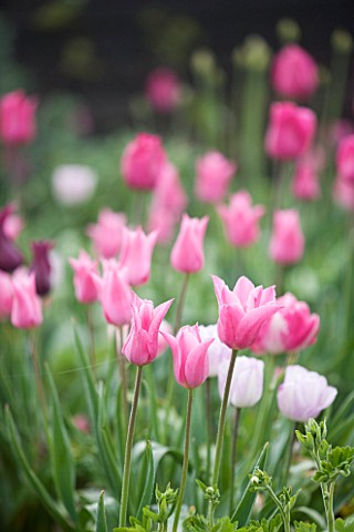 ULTING_WICK__ESSEX_SPRING__PINK_BORDER_WITH_TULIP_CHINA_PINK___BARCELONA_AND_SHIRLEY