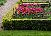 ULTING WICK  ESSEX - TULIPS IN BOX EDGED BEDS IN THE CUTTING GARDEN IN SPRING