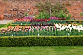 ULTING WICK  ESSEX - TULIPS IN BOX EDGED BEDS IN THE CUTTING GARDEN IN SPRING