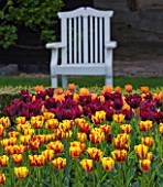 ULTING WICK  ESSEX  SPRING : TULIPA HELMAR IN THE CUTTING GARDEN WITH WHITE BENCH/ SEAT BEHIND