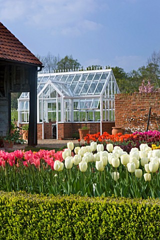 ULTING_WICK__ESSEX__SPRING_THE_CUTTING_GARDEN_WITH_THE_WHITE_TULIP_FLOREDALE__GREENHOUSE_BEHIND