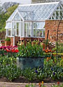 ULTING WICK  ESSEX  SPRING: THE CUTTING GARDEN WITH BOX EDGED BEDS  COPPER CONTAINER PLANTED WITH TULIP QUEEN OF NIGHT  GREENHOUSE BEHIND