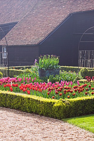 ULTING_WICK__ESSEX__SPRING_THE_CUTTING_GARDEN_WITH_TULIPS_IN_BOX_EDGED_BEDS__COPPER_CONTAINER_PLANTE
