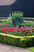 ULTING WICK  ESSEX  SPRING: THE CUTTING GARDEN WITH TULIPS IN BOX EDGED BEDS  COPPER CONTAINER PLANTED WITH TULIP QUEEN OF NIGHT