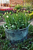 ULTING WICK  ESSEX  SPRING: THE CUTTING GARDEN WITH A COPPER CONTAINER PLANTED WITH TULIP QUEEN OF NIGHT