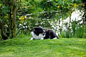 ULTING WICK  ESSEX: DOG BESIDE THE LAKE