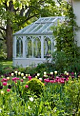 ULTING WICK  ESSEX  SPRING: WHITE CONSERVATORY BESIDE THE HOUSE WITH BORDER FULL OF TULIPS IN THE FOREGROUND