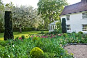 ULTING WICK  ESSEX  SPRING: WHITE CONSERVATORY BESIDE THE HOUSE WITH LAWN AND BORDER FULL OF TULIPS IN THE FOREGROUND