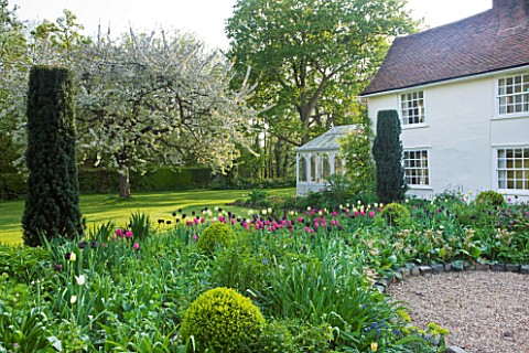ULTING_WICK__ESSEX__SPRING_WHITE_CONSERVATORY_BESIDE_THE_HOUSE_WITH_LAWN_AND_BORDER_FULL_OF_TULIPS_I