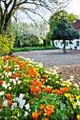 ULTING WICK  ESSEX  SPRING: BORDER BESIDE ROAD WITH TULIP BALLERINA  TULIP WESTPOINT - GRAVEL DRIVE WITH WHITE HOUSE