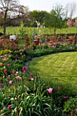 ULTING WICK  ESSEX  SPRING: BORDER BESIDE A LAWN WITH PINK TULIPS