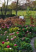 ULTING WICK  ESSEX  SPRING: BORDER BESIDE A LAWN WITH PINK TULIPS