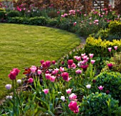 ULTING WICK  ESSEX  SPRING: BORDER BESIDE A LAWN WITH PINK TULIPS  SEDUM AND BOX