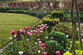 ULTING WICK  ESSEX  SPRING: BORDER BESIDE A LAWN WITH PINK TULIPS  SEDUM AND BOX