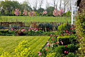 ULTING WICK  ESSEX  SPRING: BORDER BESIDE A LAWN WITH PINK TULIPS  BOX  AND EUPHORBIA