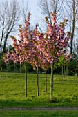 ULTING WICK  ESSEX  SPRING: TREES WITH PINK BLOSSOM IN THE MEADOW