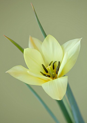 CLOSE_UP_OF_THE_CREAMY_YELLOW_FLOWER_OF_TULIP_HONKY_TONK