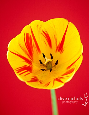 CLOSE_UP_OF_THE_YELLOW_AND_RED_FLOWER_OF_THE_DARWIN_TULIP_JULIETTE