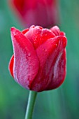 PASHLEY MANOR GARDEN  EAST SUSSEX: CLOSE UP OF THE FLOWER OF THE RED TULIP LILLE DE FRANCE