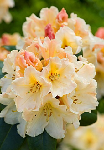 PASHLEY_MANOR_GARDEN__EAST_SUSSEX__SPRING__CLOSE_UP_OF_THE_FLOWERS_OF_RHODODENDRON_HORIZON_MONARCH_A