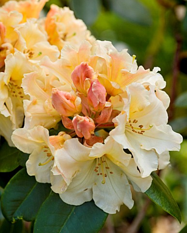 PASHLEY_MANOR_GARDEN__EAST_SUSSEX__SPRING__CLOSE_UP_OF_THE_FLOWERS_OF_RHODODENDRON_HORIZON_MONARCH_A