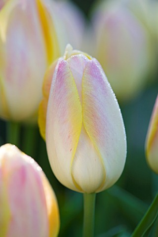 PASHLEY_MANOR_GARDEN__EAST_SUSSEX__SPRING__CLOSE_UP_OF_THE_FLOWER_OF_TULIP_WENDY_LOVE
